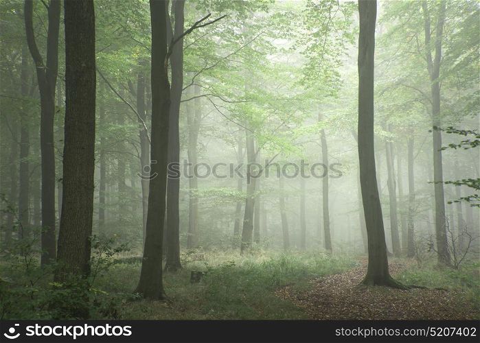 Lush green fairytale growth concept foggy forest landscape image