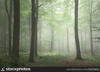 Lush green fairytale growth concept foggy forest landscape image
