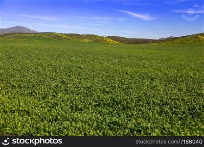 Lush Green Farm Land Landscape With Hills In The Distance.
