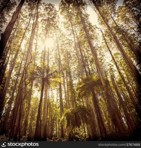 Lush green ferns, tree ferns and towering mountain ash along the Black Spur, Victoria, Australia filtered