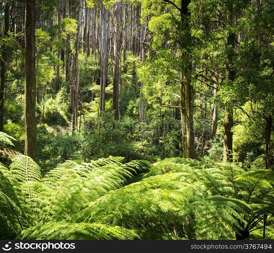 Lush green ferns, tree ferns and towering mountain ash along the Black Spur, Victoria, Australia