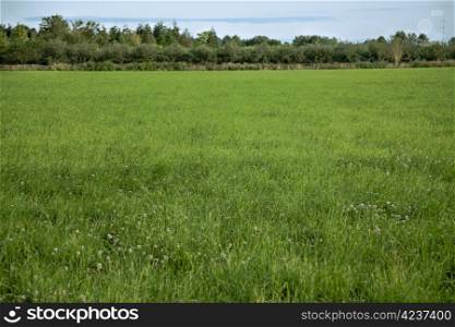 Lush green field set in a rural landscape