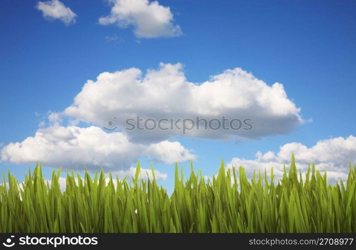 Lush green grass against a cloudy, blue sky.