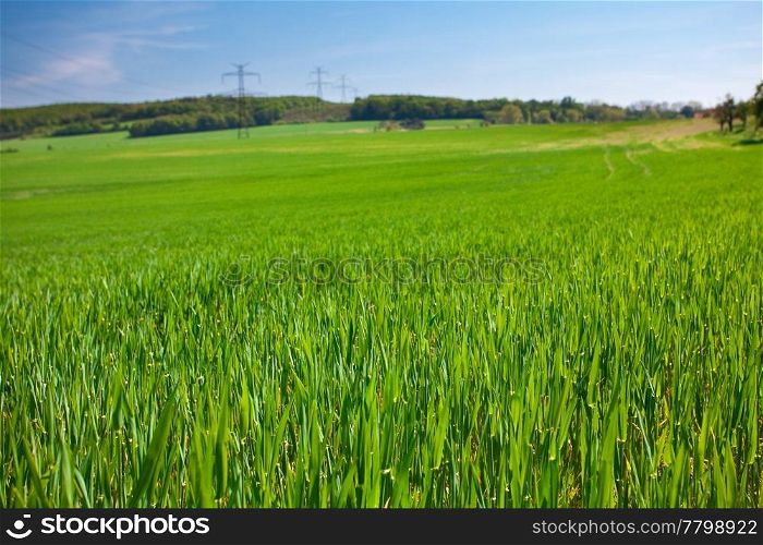 lush green grass against the blue sky