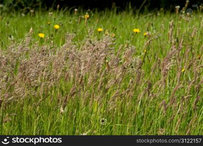 Lush green grass and seedheads in a summer meadow