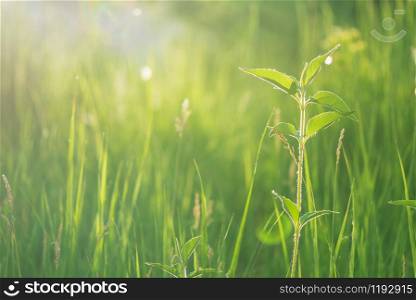 Lush green grass in a summer meadow in the early morning in the rays of the rising sun close-up