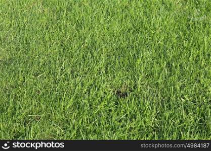 Lush green grass on the soccer field. Lush green grass on the soccer field.