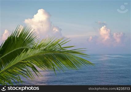Lush green palm leaves against beautiful vibrant blue ocean and sky background.