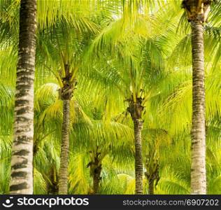 Lush green palm tree fronds