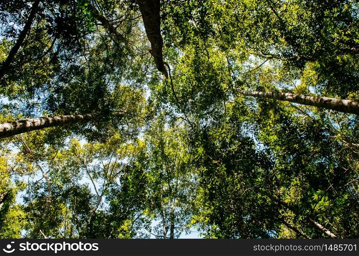 Lush green tree in deep tropical forest against sky at Phu Kradueng, Loei - Thailand