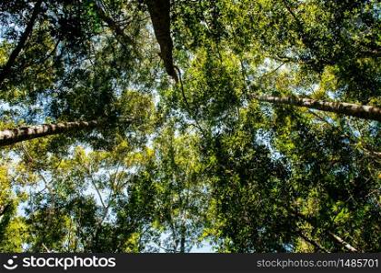 Lush green tree in deep tropical forest against sky at Phu Kradueng, Loei - Thailand