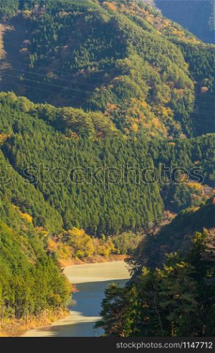 Lush green trees in tropical forest in national park and mountain or hill in summer season in Japan. Natural landscape background.
