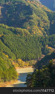 Lush green trees in tropical forest in national park and mountain or hill in summer season in Japan. Natural landscape background.