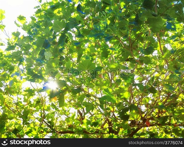 lush green trees leaves and sun as background