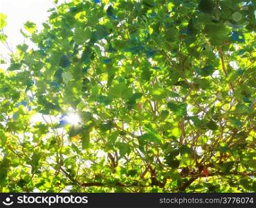lush green trees leaves and sun as background