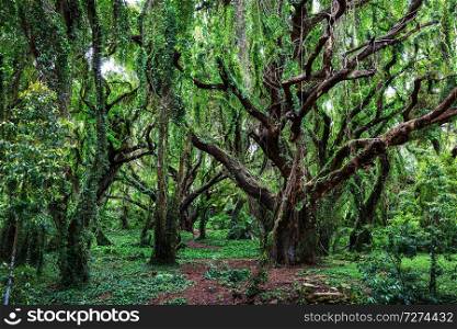 Lush green tropical rain forest in Hawaii island.
