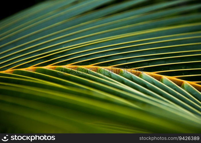 lush green tropical vegetation background