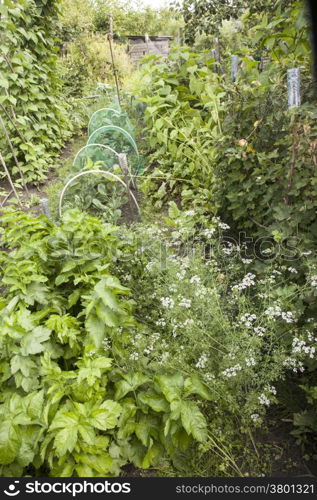 lush greens in vegetable garden in summer