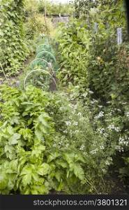 lush greens in vegetable garden in summer