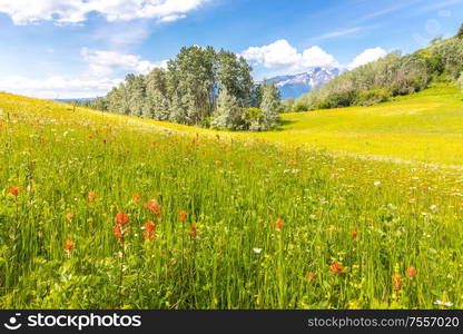 Lush meadow with indian paintbrush flowers, trees and snow covered mountains in the back.