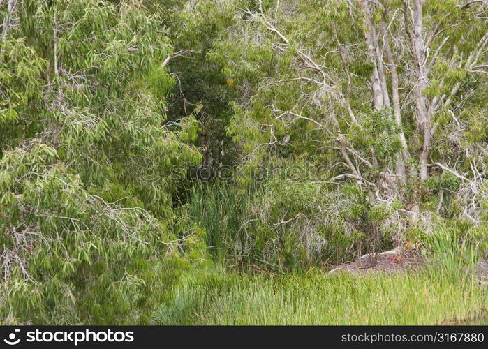 Lush opening in forest in Australia.