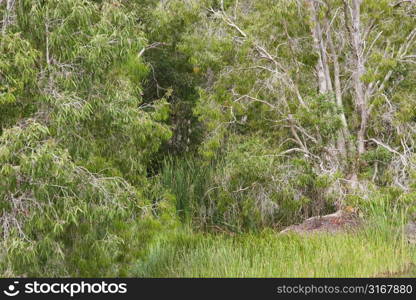 Lush opening in forest in Australia.