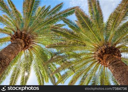 Lush palm trees on bright sun and blue sky background