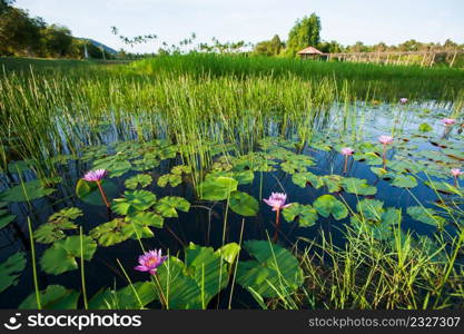 Lush pond with water lily are in bloom in early morning, beautiful sunrise shining on surface of water and tropical plant. Narathiwat, southern Thailand. Summer season.