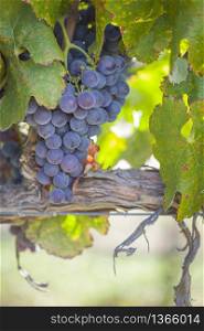Lush, Ripe Wine Grapes on the Vine Ready for Harvest.
