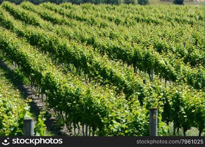 Lush summer growth on a vineyard near Nelson, New Zealand