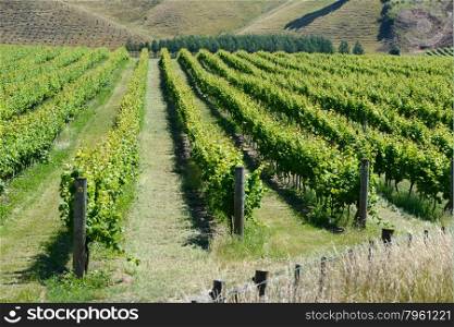 Lush summer growth on a vineyard near Nelson, New Zealand