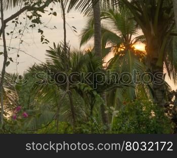 Lush sunrise garden in Southern Province, Sri Lanka, Asia.