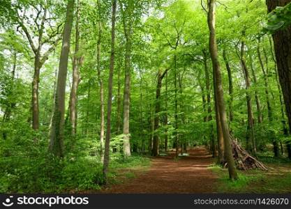 Lush vegetation in springtime in a green forest in England. Background