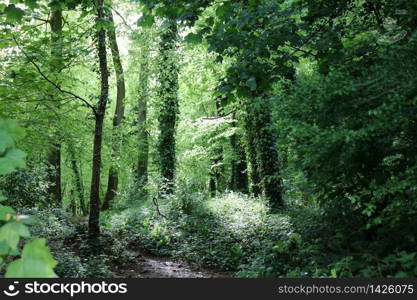 Lush vegetation in springtime in a green forest in England. Background