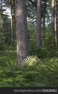 Lush vibrant forest landscape in Summer