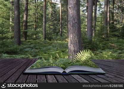 Lush vibrant forest landscape in Summer conceptual book image