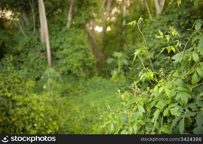 Lush, vibrant greenery in moody forest setting