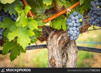 Lush Wine Grapes Clusters Hanging On The Vine.