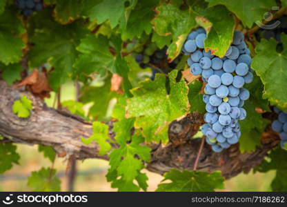 Lush Wine Grapes Clusters Hanging On The Vine.