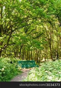 lush woodland landscape background with empty green chair and pa. lush woodland landscape background with empty green chair and path; essex; england; uk