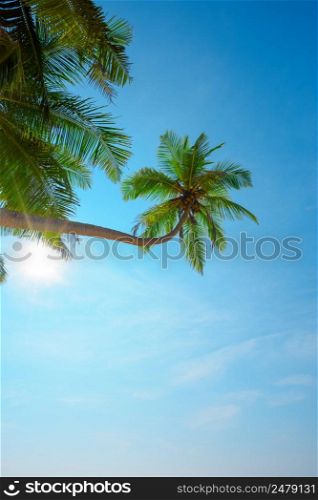 Lushy green goconut tropical palm tree with ripe coconuts hang over the beach at sunny clear summer day on tropical island with shining sun