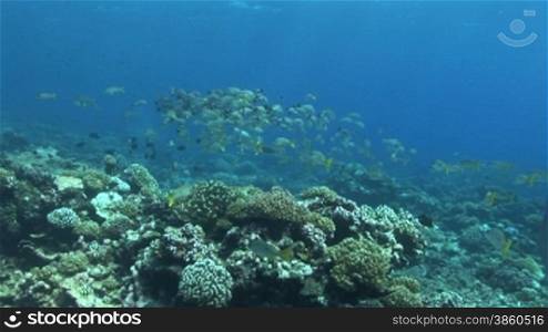 Lutjanus fulviflamma - Schwarzflecken-Schnapper, black spot snapper am Korallenriff.