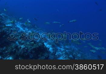 Lutjanus fulviflamma - Schwarzflecken-Schnapper, black spot snapper am Korallenriff.