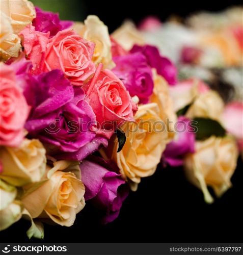 Luxury pink and beige roses border on the black background. pink and beige roses border