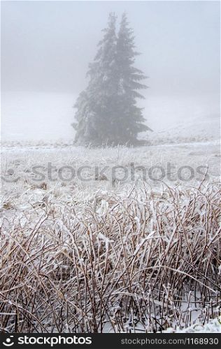 lWinter landscape in the cold fog