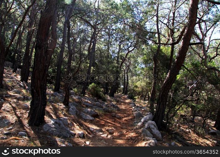Lycian way in pine forest near Karaoz, Turkey