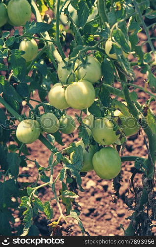 Lycopersicon esculentum, Tomatoes are one of the most common vegetables in India. The red round fruit is eaten raw or cooked. All green parts of the plant are poisonous.