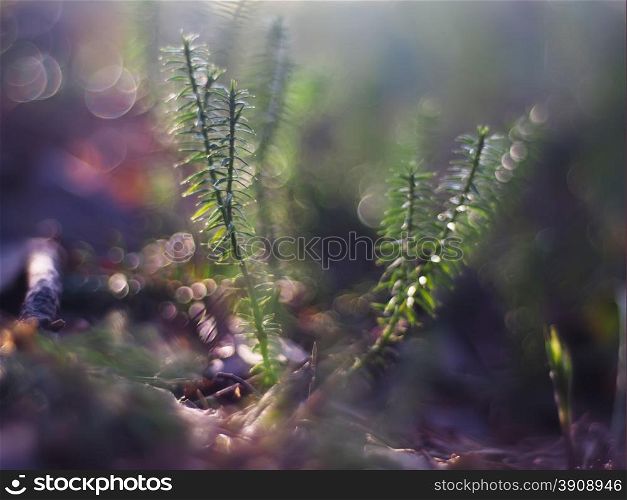 Lycopodium moss