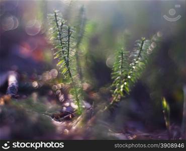Lycopodium moss