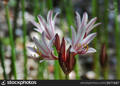 Lycoris incarnata